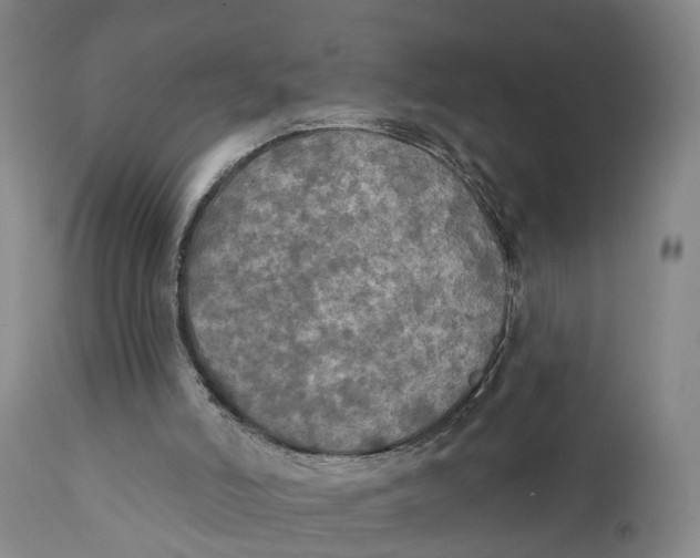 X0000111240006200907231540