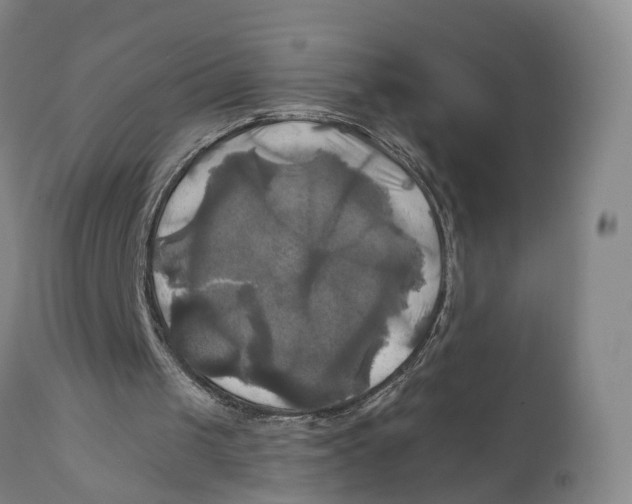 X0000111240049200907231539