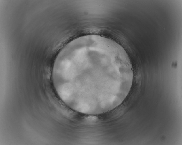 X0000111240374200907231534