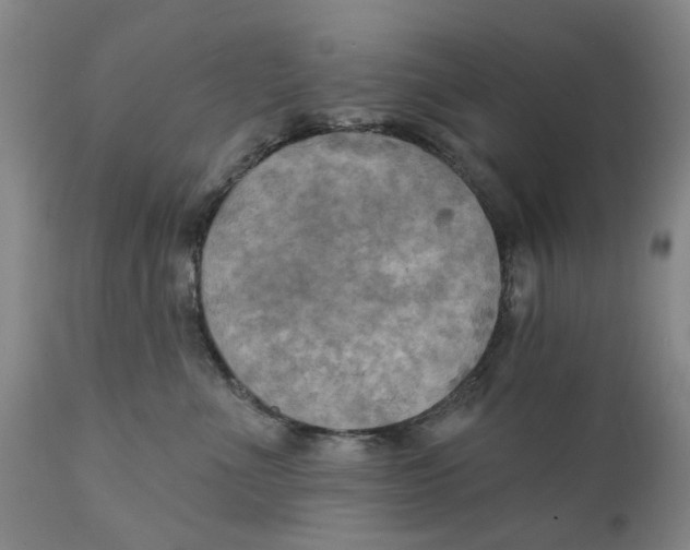 X0000111240523200907231531