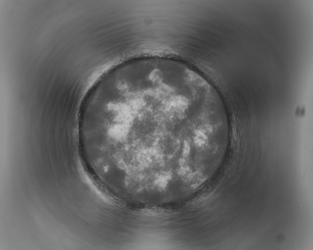 X0000111240630200907231529