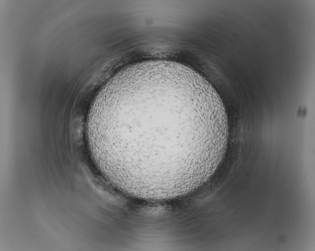 X0000111240646200907231529