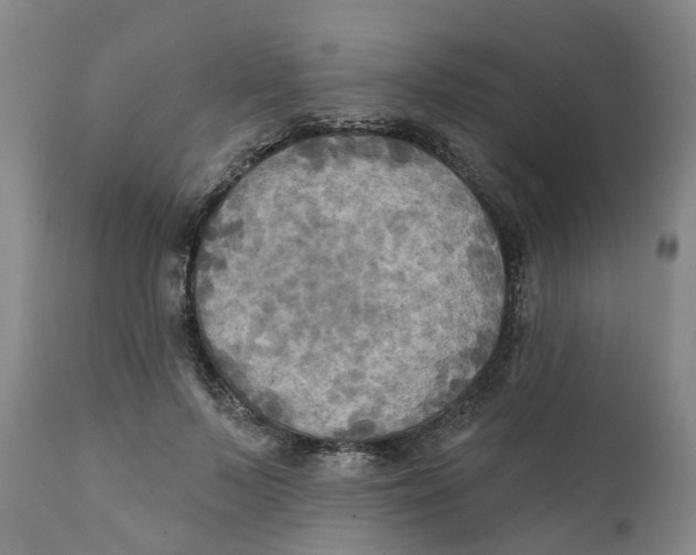 X0000111240695200907231529