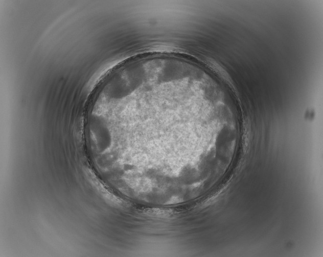 X0000111240831200907231526