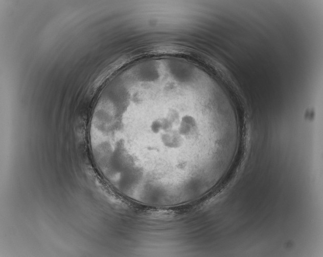 X0000111240833200907231526