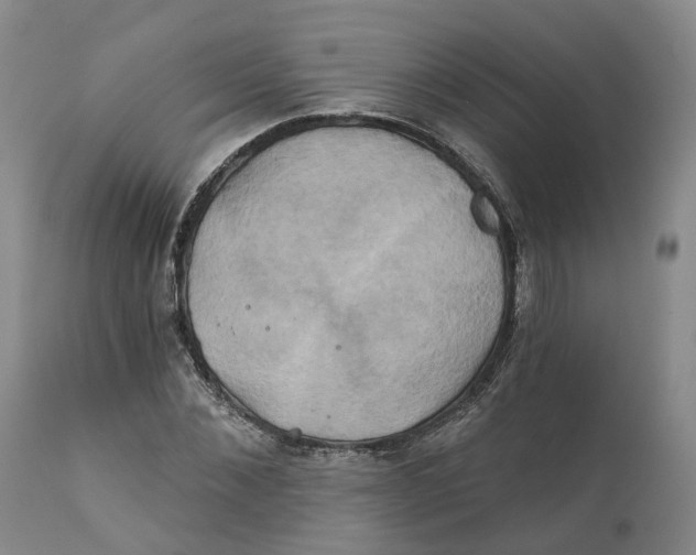 X0000111240876200907231526