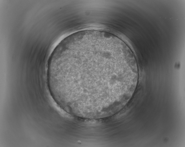 X0000111241099200907231522