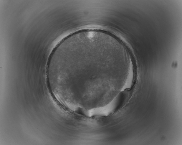 X0000111241229200907231520