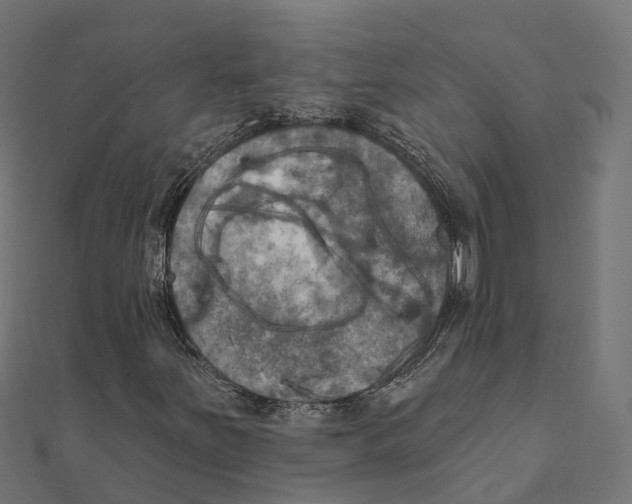 X0000111241251200907301259