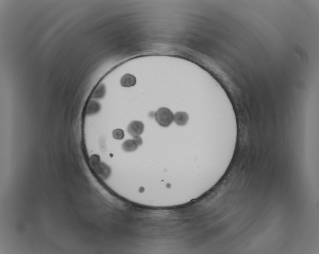 X0000111241479200907301256