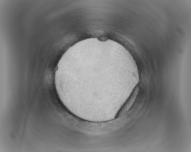 X0000111240037200908131155