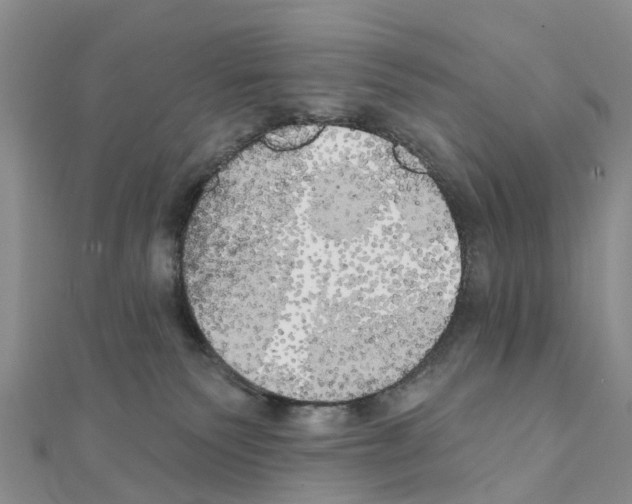 X0000111240135200908131154