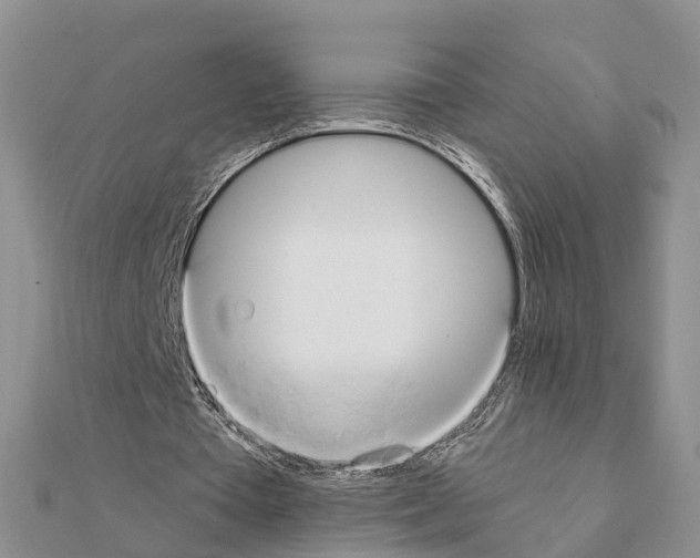 X0000111240385200908131150