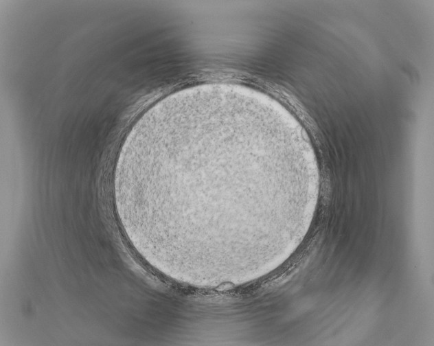 X0000111240433200908131148