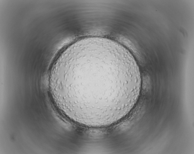 X0000111240632200908131145