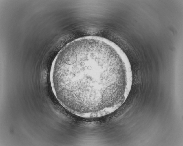 X0000111240646200908131146