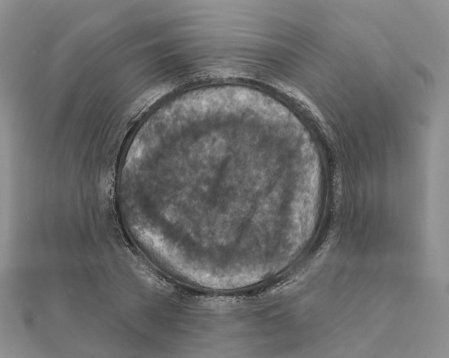 X0000111240785200908131143