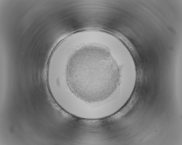 X0000111240856200908131143