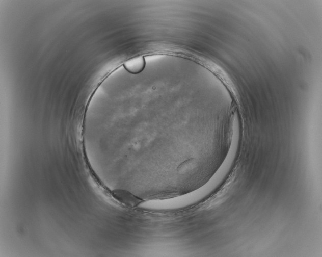 X0000111240954200908131141