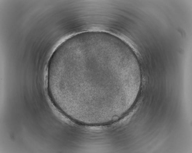 X0000111241126200908131138