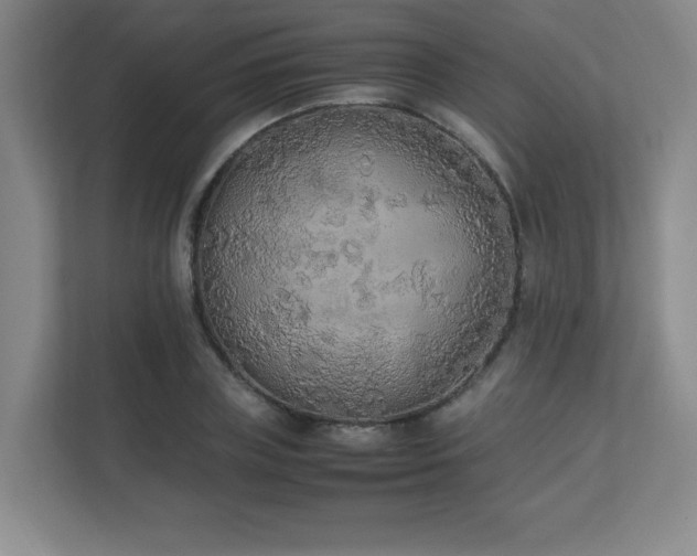 X0000111250835200907021429