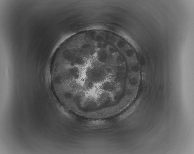 X0000111251117200907021426