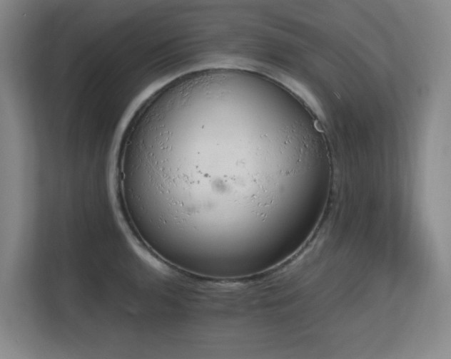 X0000111251136200907021426