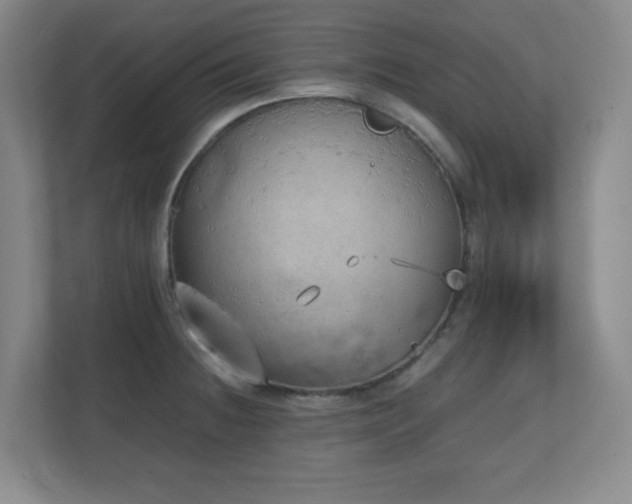 X0000111251236200907021425