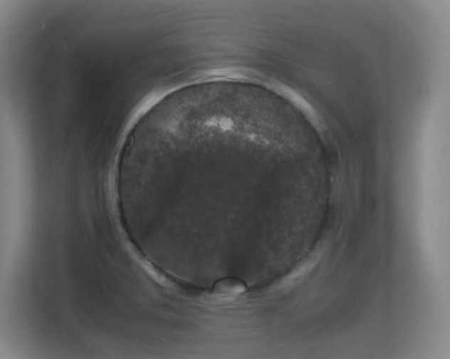 X0000111251373200907021423