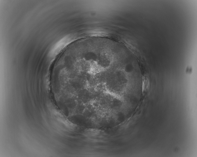 X0000111250339200907091429