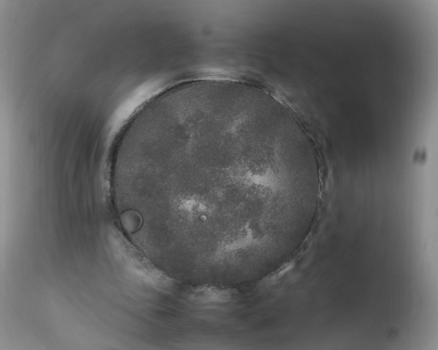 X0000111250343200907091429