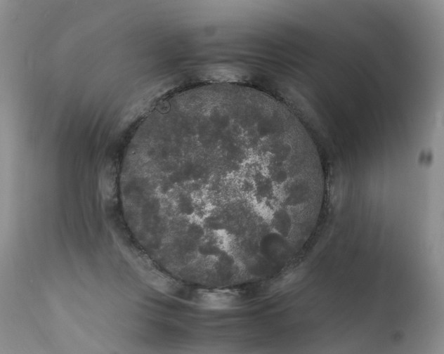 X0000111250359200907091429