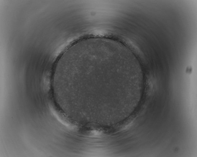 X0000111250496200907091427