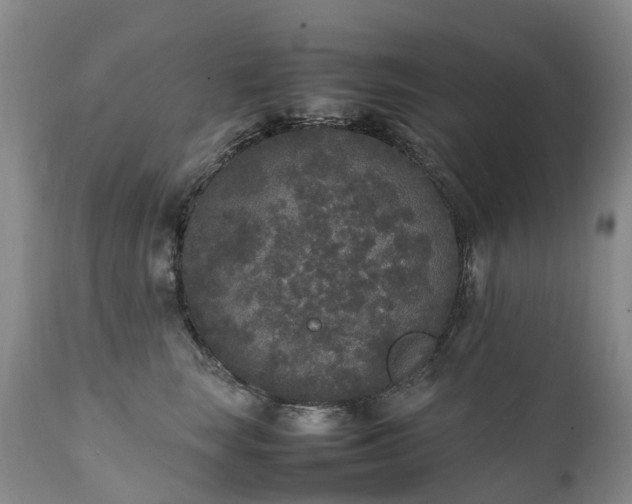 X0000111250663200907091425