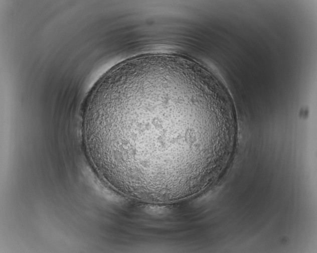 X0000111250835200907091422