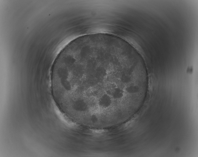 X0000111251031200907091418