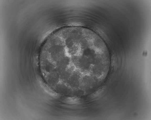 X0000111250351200907161411