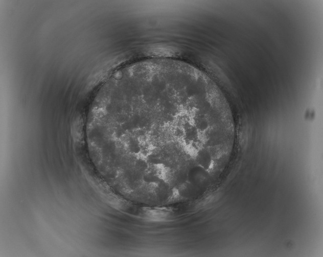 X0000111250359200907161411