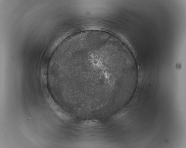 X0000111250386200907161411