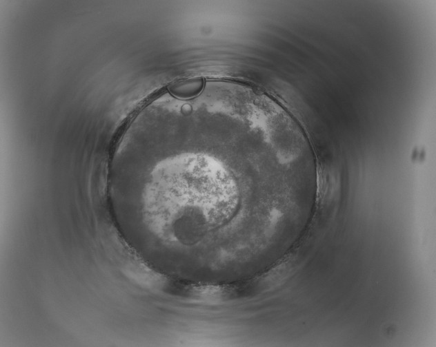 X0000111250301200907231559