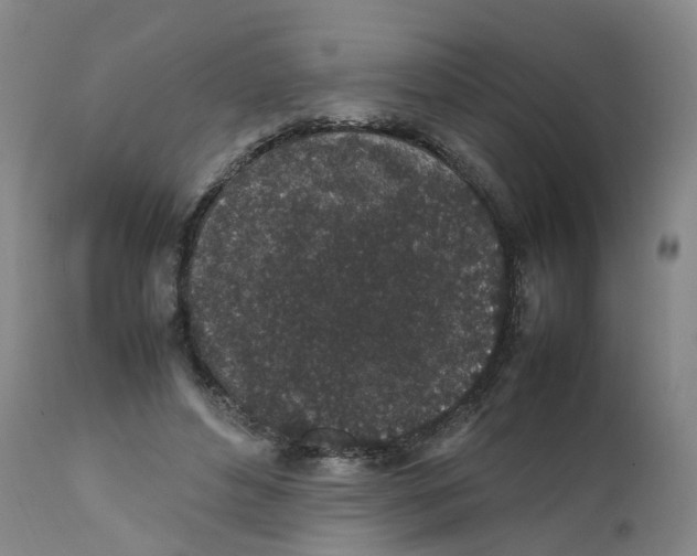 X0000111250496200907231556