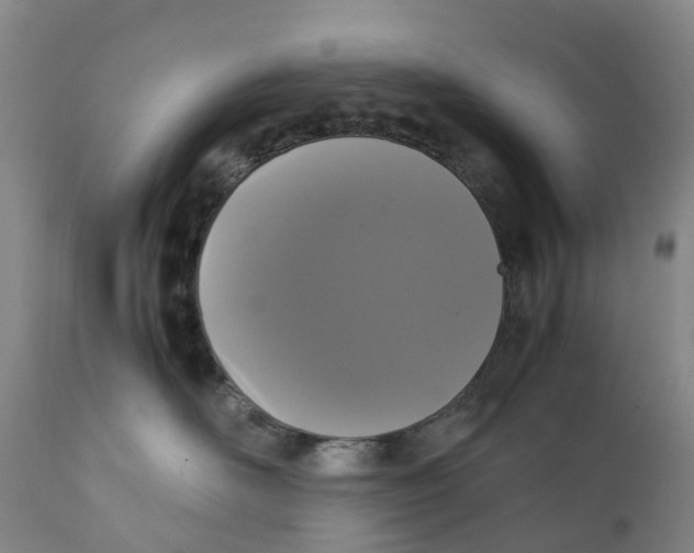 X0000111250526200907231556