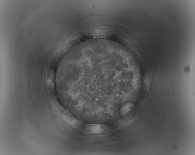 X0000111250663200907231554