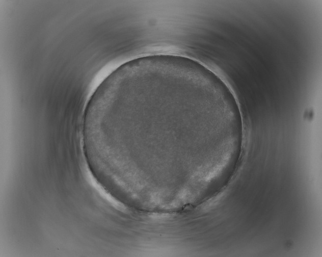 X0000111251389200907231542