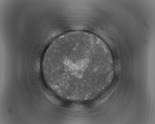 X0000111250207200907301334