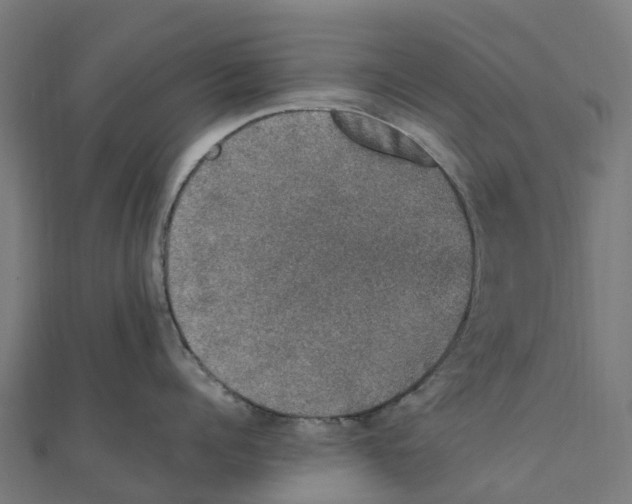 X0000111250960200907301324