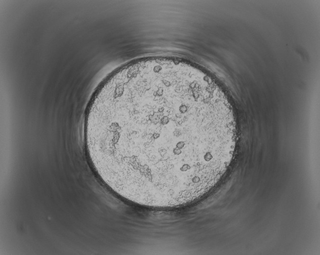 X0000111251275200907301319