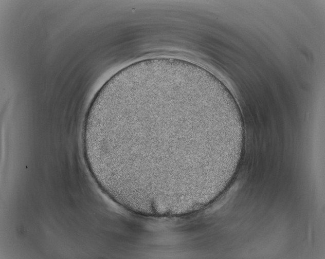 X0000111251533200907301316