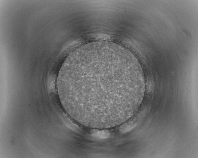 X0000111250185200908131215