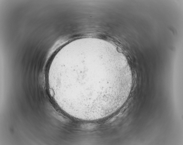 X0000111250198200908131214